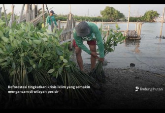 Deforestasi Indonesia Masih Meningkat, Inisiatif Pemulihan Hutan Mendesak Diperkuat