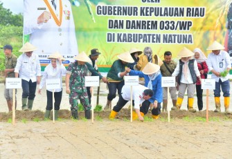 Tanam Padi di Natuna