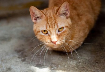 Hal yang Harus Dilakukan Saat Kucing Flu