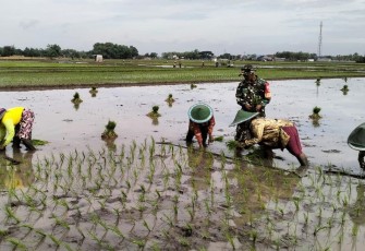 Bantu tanam padi warga binaan 