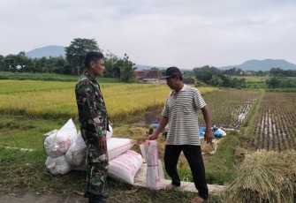 Panen padi petani binaan 