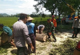 Pemotongan pohon di wilayah desa binaan 