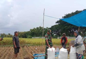 Serap gabah petani desa binaan 