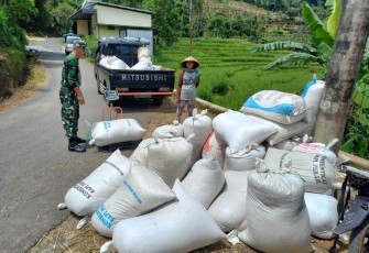 Penyerapan gabah petani desa binaan 