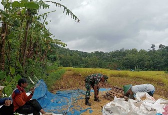 Bantu panen padi warga binaan