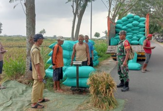 Penyerapan gabah petani desa binaan 