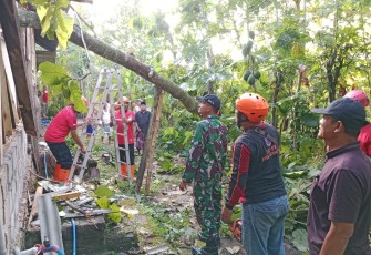 TNI-BPBD Trenggalek Sigap Evakuasi Pohon Tumbang di Desa Kerjo 
