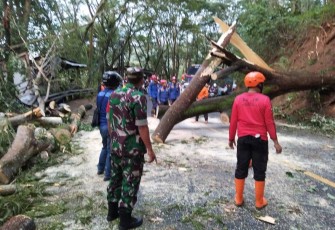 Evakuasi pohon tumbang di jalan nasional 