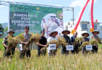Panen Raya Serentak Ikuti Arahan Presiden RI, TNI dan Petani di Pacitan Jaga Ketahanan Pangan Nasional