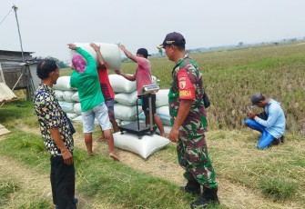 Babinsa Gerih Bersama PPL Turun Langsung ke Lahan Panen Padi 