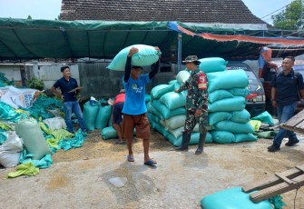 Babinsa Desa Plumpungrejo Melaksanakan Pendampingan Serapan Gabah oleh Bulog