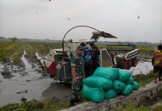 Tingkatkan Pertanian di Wilayah, Babinsa Koramil 0805/12 Mantingan Dampingi Panen Raya dan Sergap 