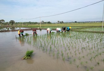 Tanam padi bersama warga binaan