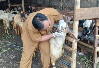 Pemeriksaan kesehatan hewan kurban