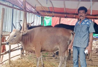 Muhammad dengan sapi qurban di lapak penjualannya, Kamis (29/5)