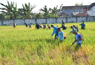 Upaya Dandim Ponorogo Sejahterakan Petani