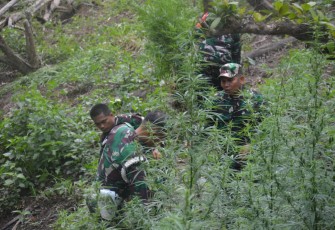 Dandim 0212/TS Pimpin Tim Patroli Gabungan dan Pemusnahan  Ladang Ganja di Perbukitan Tor Sihite Kab Mandailing Natal