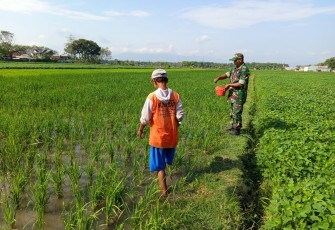 Babinsa Kodim Ponorogo Pendampingan Petani Pupuk Tanaman Padi