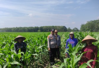 Polsek Belitang III Laksanakan Pengecekan Lahan Dukung Ketahanan Pangan
