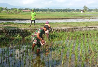 Babinsa Kodim Ponorogo Bantu Petani Pupuk Tanaman Padi