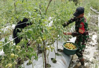 Babinsa Koramil Mapurujaya Bantu Salah Satu Petani Binaan Panen Tomat
