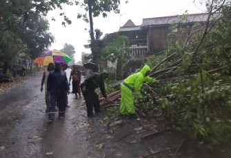 Evakuasi pohon tumbang di jalan 