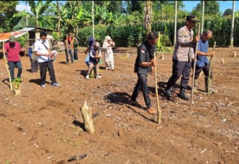 BUMDES Sehati Desa Taba Saling Laksanakan Program Ketahanan Pangan Tanam Bibit Jagung 