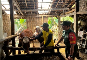 Babinsa Koramil Karangjati Bersama Petugas Kesehatan Hewan Sambangi Peternak Sapi 