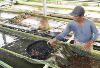 Pembudidaya ikan skala kecil