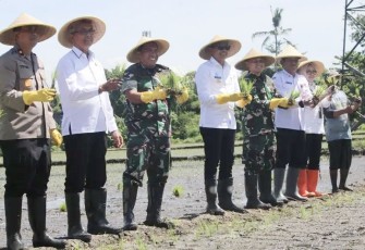 Dandim 0833/Kota Malang Letkol Arm Aris Gunawan turut serta tanam padi di lahan kelompok tani Sri Murni, Kecamatan Sukun, Kota Malang, Rabu (23/4)