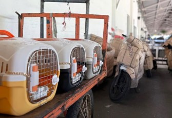 KAI Logistik Catat Pengiriman Lebih Dari 116 Ribu Hewan Peliharaan