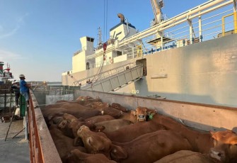 Pelindo Perkuat Ketahanan Pangan Nasional, Bongkar 1.138 Ekor Sapi di Pelabuhan Tanjung Intan
