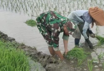 Serda Supar Dampingi Petani Menanam Padi