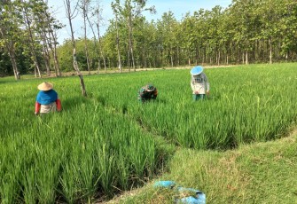 Babinsa Koramil Widodaren saat Dampingi Petani Penyiangan Rumput Pada Tanaman Padi