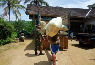 Pendampingan Serapan Gabah Oleh Babinsa Di wilayah Punung