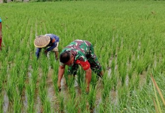 Babinsa Kodim Ponorogo Bantu Petani Penyiangan Gulma Tanaman Padi