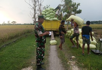 Babinsa Desa Pulerejo Dampingi Kegiatan Penyerapan Gabah oleh Perum Bulog