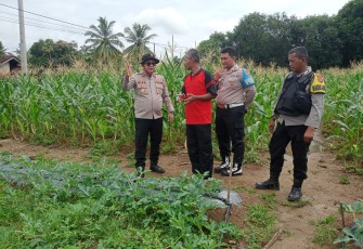 Kapolsek Belitang III Iptu Dian Iidaman.S,S.H,.S,I.P,.M,Si.,M.H,.C,P.H,R., melaksanakan pengecekan perkembangan tanaman Jagung di Lahan Ketahanan Pangan Polpol Des Karya Makmur, Kecamatan Belitang III, Kabupaten Oku Timur, Provinsi Sumsel pada Rabu (19/02/2025)