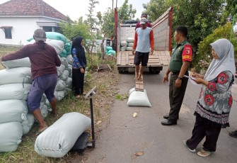 Babinsa Desa Sidomulyo Dampingi Penyerapan Gabah oleh Perum Bulog