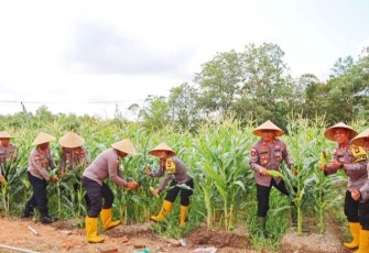 Polres Bintan Panen Raya Jagung Manis