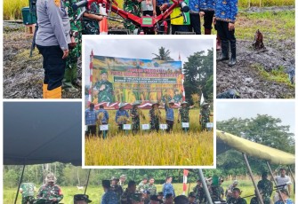 Foto kegiatan Panen Perdana Padi unggul sinar mentari oleh Danrem 131/Stg, Brigjen TNI Martin Susilo M Turnip, S.H.,M.H bersama Dandim 1310/Bitung, Letkol Czi Hanif Tupen, S.T.,M.I.P dan Pemerintah Kabupaten Minahasa Utara di wilayah ketahanan pangan Kodim 1310/Bitung