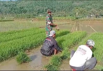 Babinsa Koramil 0801/07 Ngadirojo saat Bantu Petani Cabut Bibit Padi.