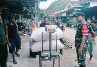 Kodim 0801/Pacitan Bersama Bulog Lakukan Penyerapan Gabah