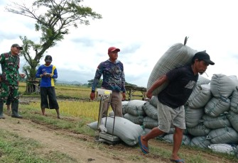 Babinsa Kodim Ponorogo Pendampingan Petani dan Bulog