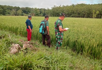 Babinsa Koramil 0805/12 Mantingan Dampingi PPL Kegiatan Pengolahan Padi