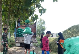 Babinsa Desa Jetis Dampingi Serapan Gabah Poktan Ngudi Rahayu