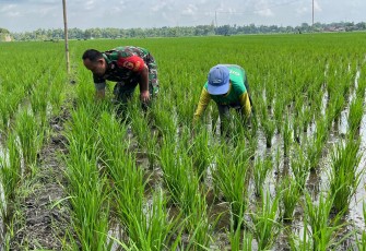 Sertu Andi Sujarwo anggota Koramil Tipe B 0802/05 Kauman, Kodim 0802/Ponorogo melaksanakan kegiatan pendampingan dan pengawalan petani di Dusun Minar Desa Gabel Kecamatan Kauman Kabupaten Ponorogo, Sabtu (15/02/2025)