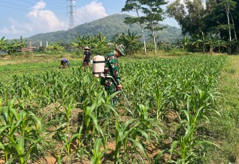 Babinsa Koramil 0801/01 Pacitan Bantu Petani Semprot Tanaman Jagung