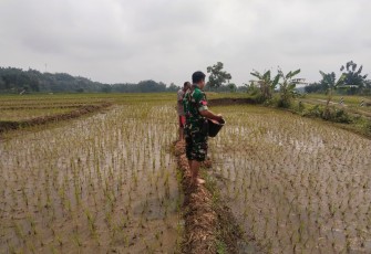 Babinsa Koramil 0805-08/Jogorogo Membantu Petani  lakukan Pemupukan Padi