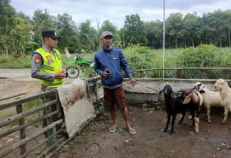 Polsek Belitang III Juga Mendukungan Ketahanan Pangan Lokal Peternakan Kambing